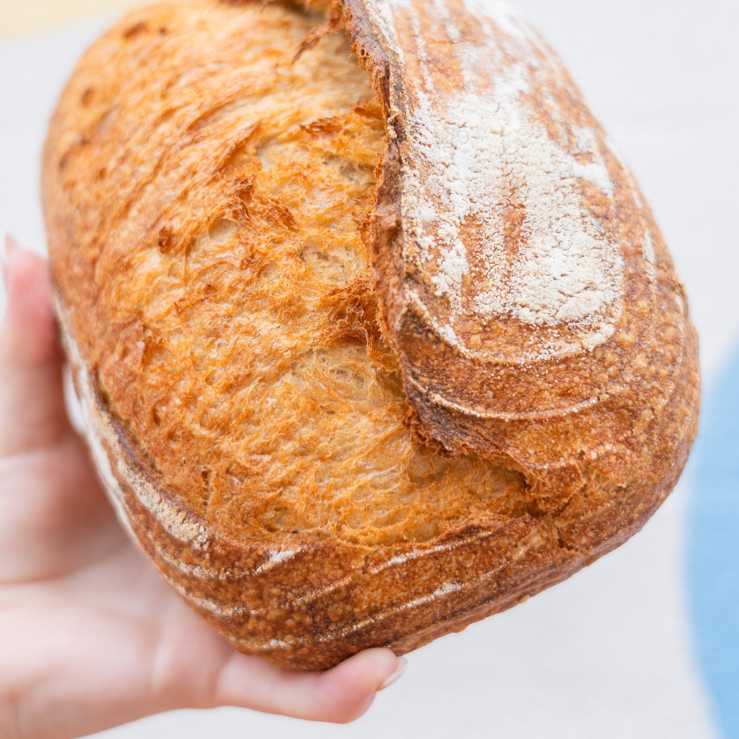 Rustic White Sourdough (Christmas Day)